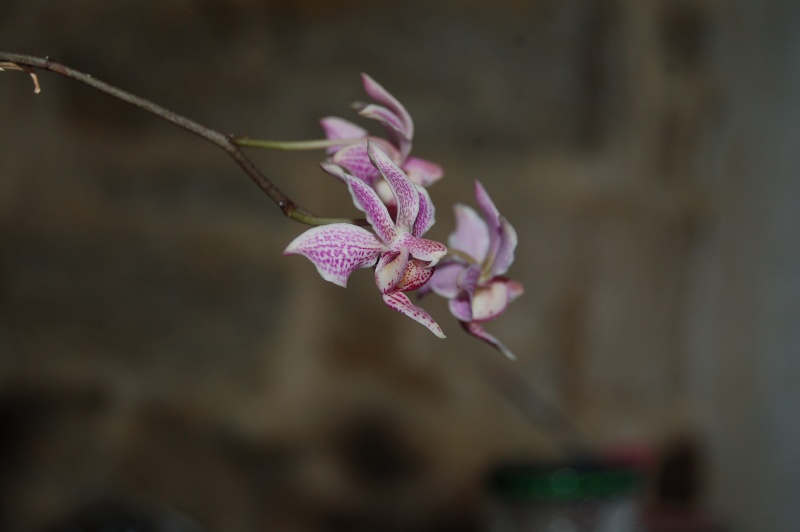 Phalaenopsis Alyos Dsc_7010