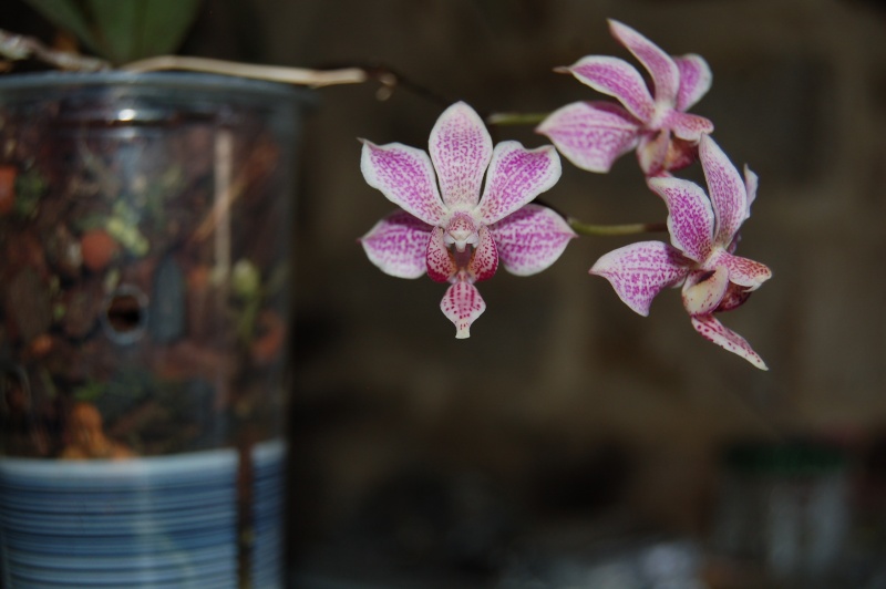 Phalaenopsis Alyos Dsc_7011