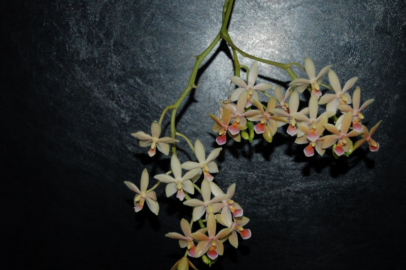 Phalaenopsis Cornustris (cornu cervi x equestris) Dsc_7115