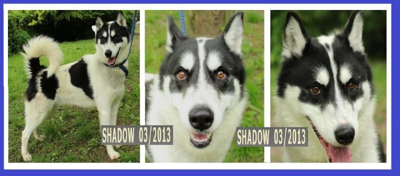 SHADOW Husky (m) noir et blanx 03/2013 REFU78 Sha10