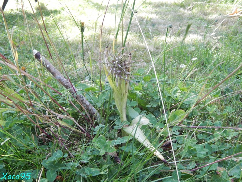 Ophrys et Himantoglossum Dscn3226
