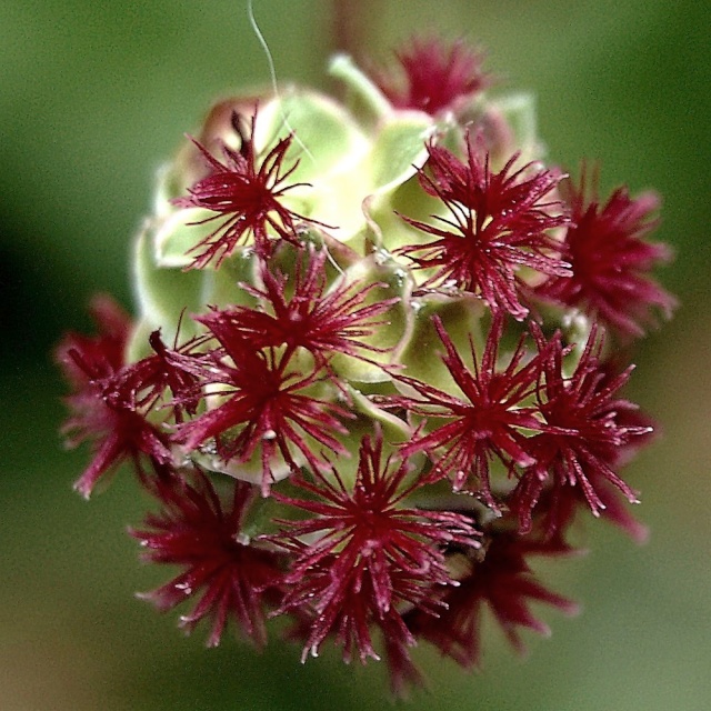 Sanguisorba minor - petite pimprenelle Sangui11