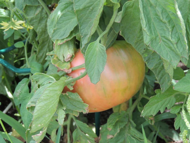 Tomato tale Dscn1115