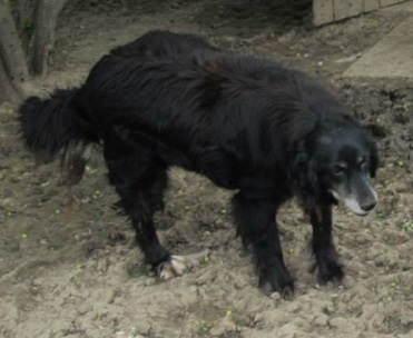 BENJI,  né 2009, 20 kg, Gentil, peureux (BELLA) - Pris en charge asso HATHI Bendzi10