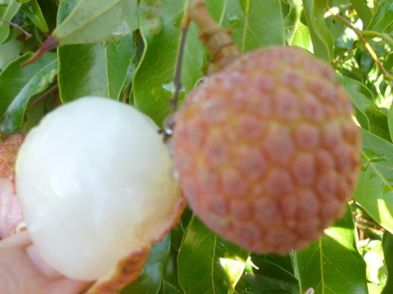 What are Hawaii folks planting and harvesting? - Page 2 Litchi11