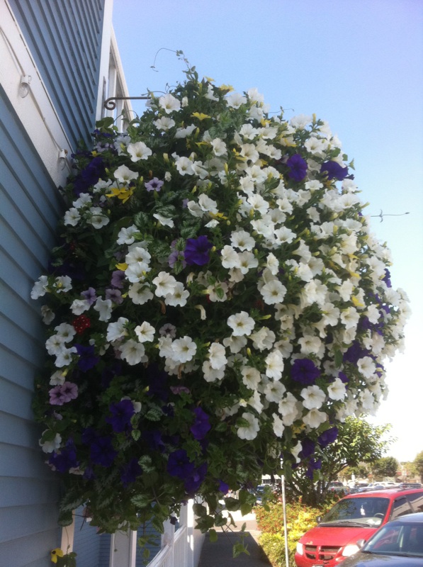 porch flowers Norma_10