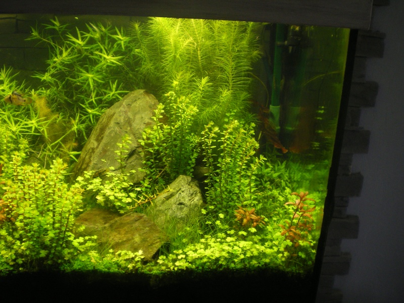 Réfection de mon aquarium Imgp0112