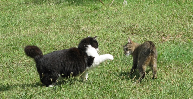 NOTRE FAMILLE CHATS - Page 5 14062012