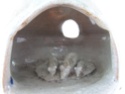 Three mice in a hole - possibly Kelso Pottery - Kangaroo mark? Australian?  Marksp29