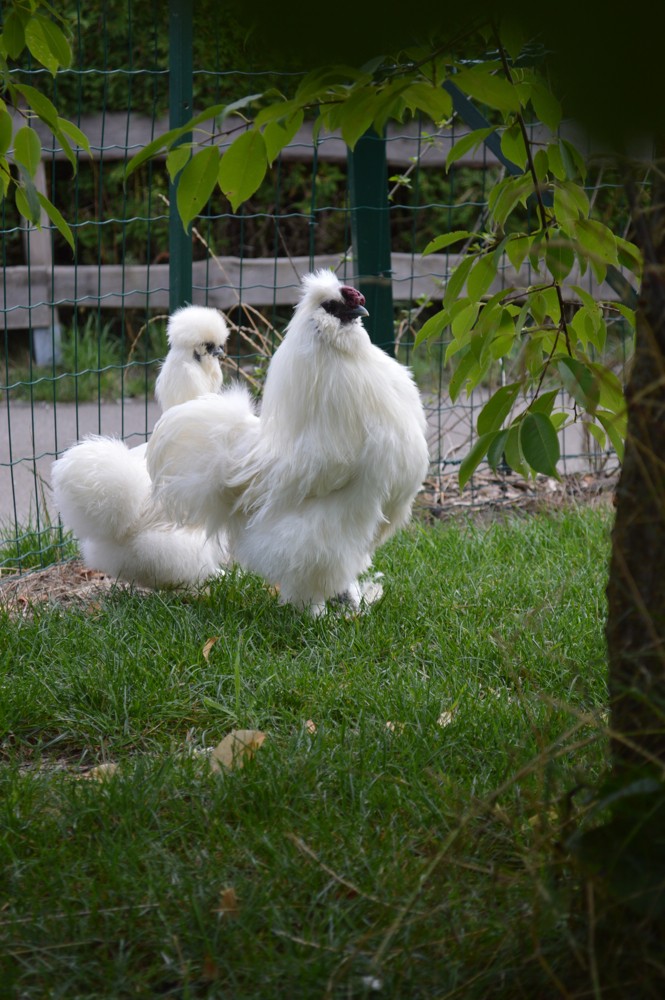 coq qui coche, mais pas d'oeufs en vue.... 311