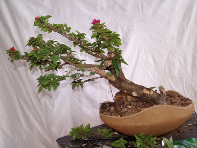 First bonsai help needed - Page 8 2013-013