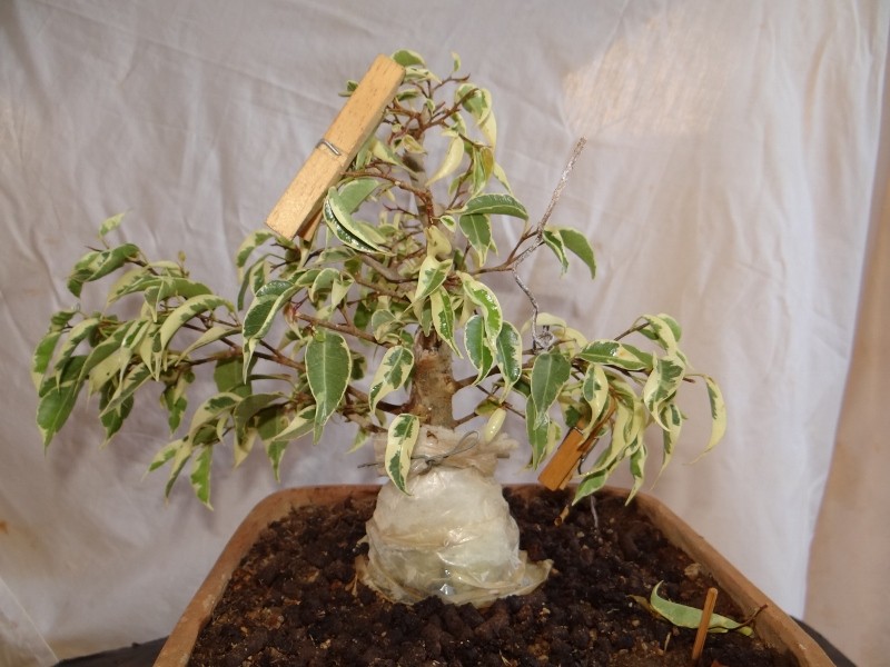 First bonsai help needed - Page 8 2013-014