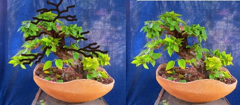 First bonsai help needed - Page 8 26_03_10