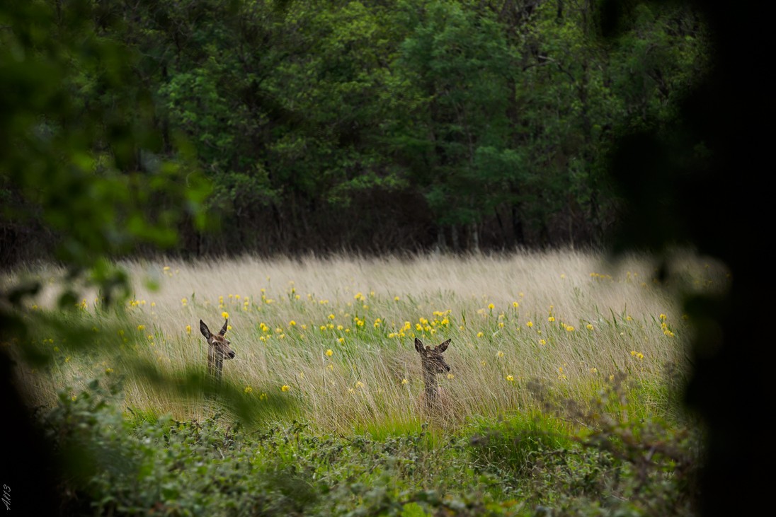 Irlande animals fin : les poils Biche110