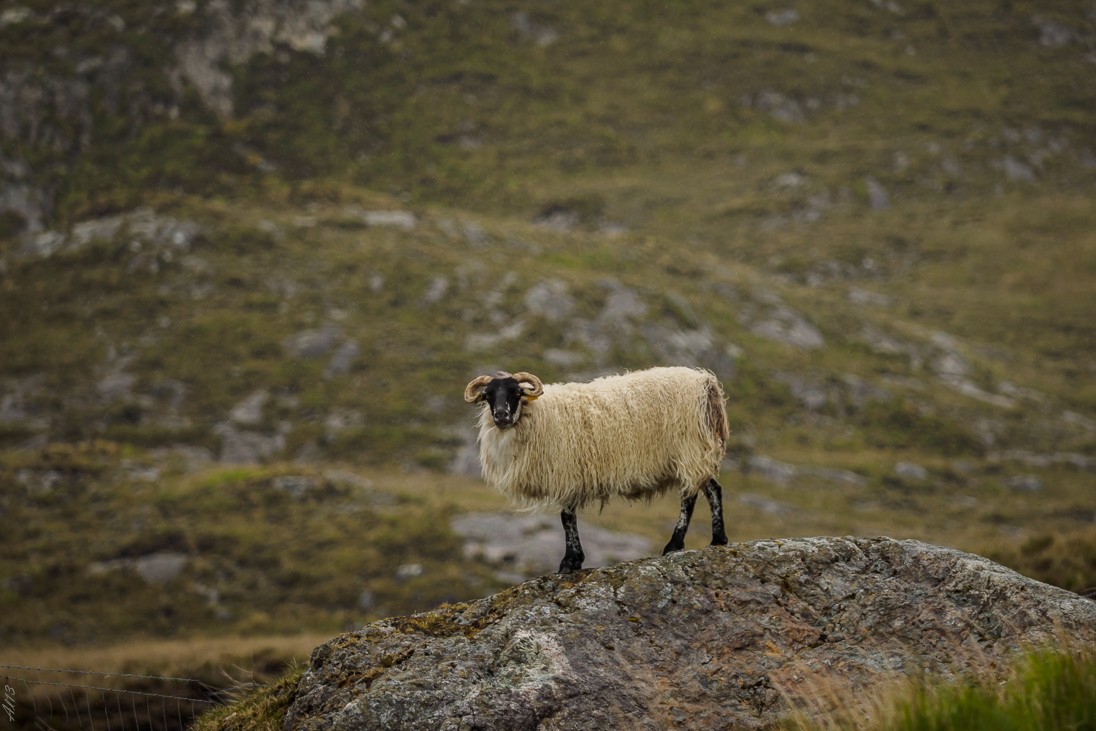 Animaux d' Irlande : 1) le mouton Mouton10