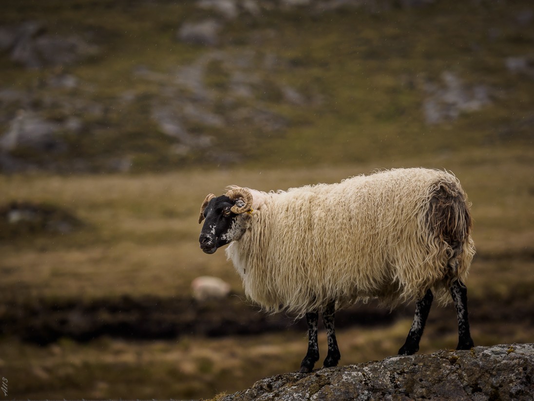 Animaux d' Irlande : 1) le mouton Mouton11