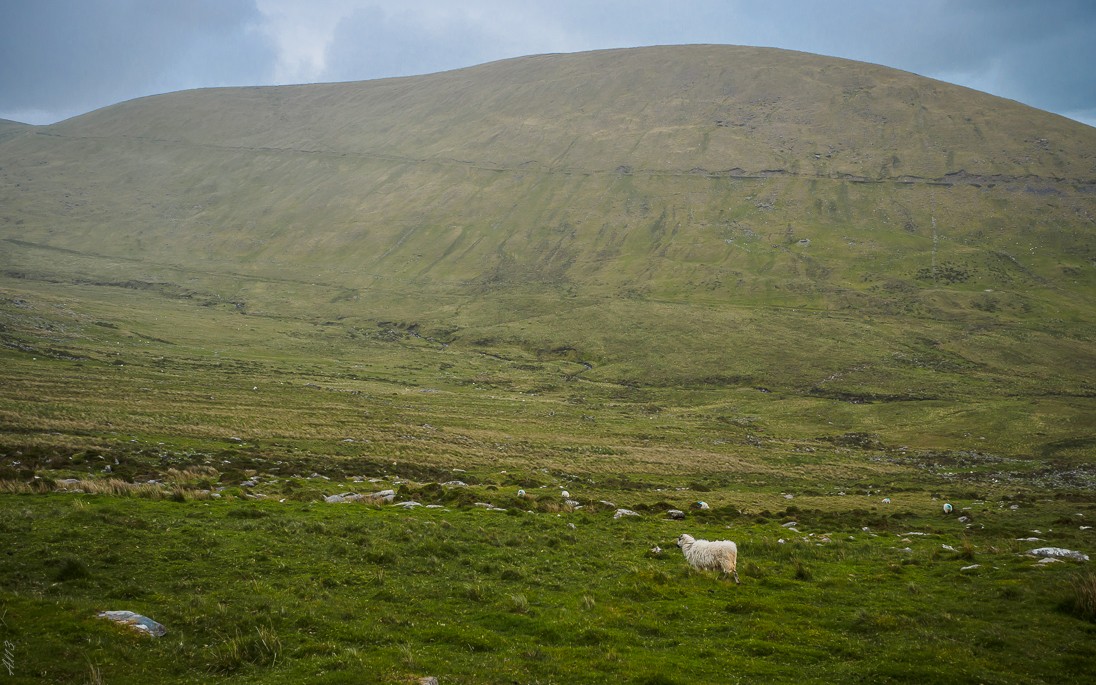 Animaux d' Irlande : 1) le mouton Mouton13
