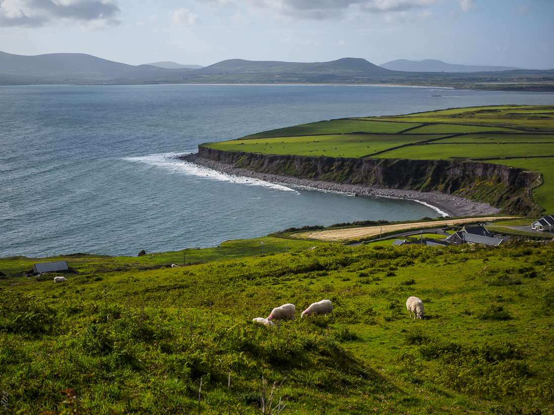 Animaux d' Irlande : 1) le mouton Mouton16