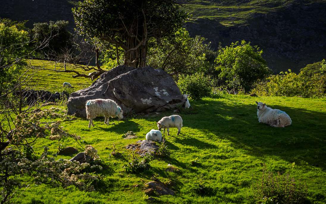 Animaux d' Irlande : 1) le mouton Mouton17