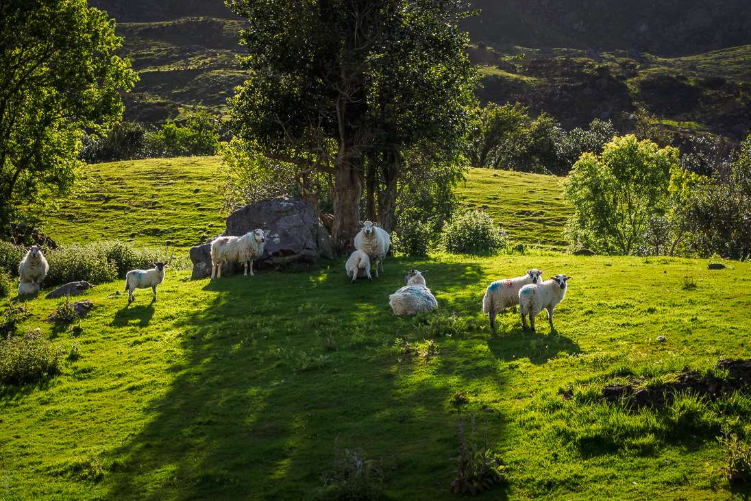 Animaux d' Irlande : 1) le mouton Mouton18