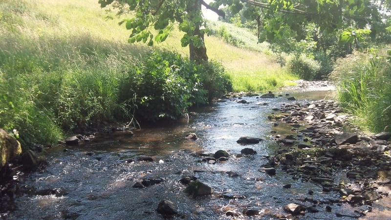 porte - pêche truite au toc et porte bois sur 2 ruisseaux  105_1712