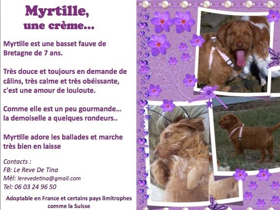 MYRTILLE - basset/fauve de bretagne 7 ans -  Myrtil10