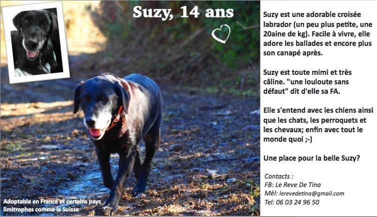 SUZY - x labrador 14 ans - Asso Le Reve de Tina en FA dpt 22 Suzy10