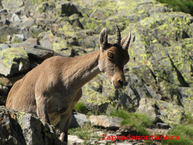 20150620 - GALAYOS - KDD PANDILLERA 17911