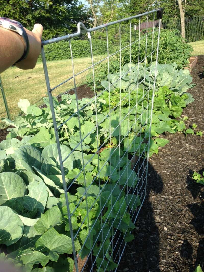 Tomato cages/trellis help needed Garden12