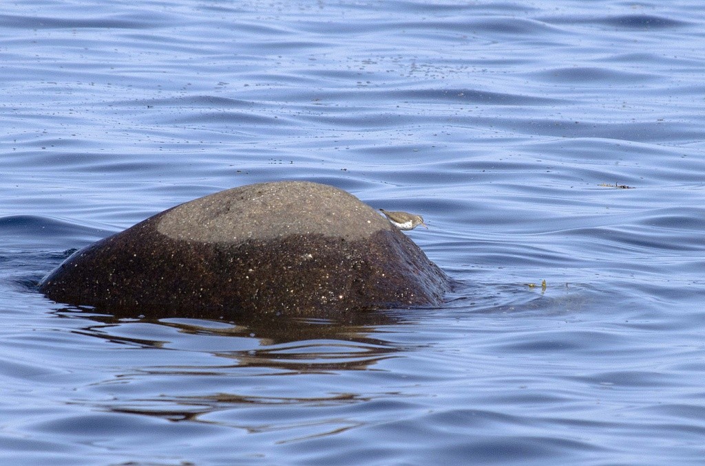 chevalier grivelé ? Dsc_0110