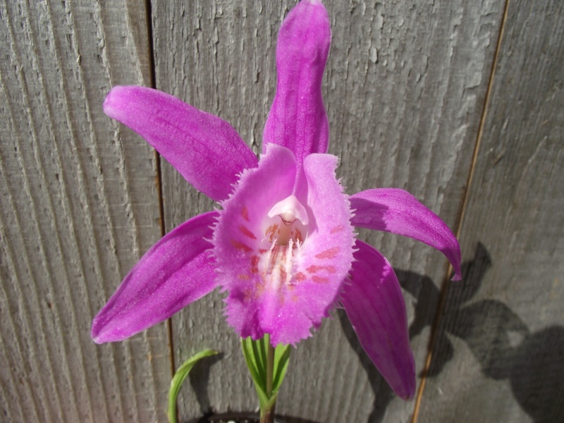 Pleione Querudolf Dscf7710