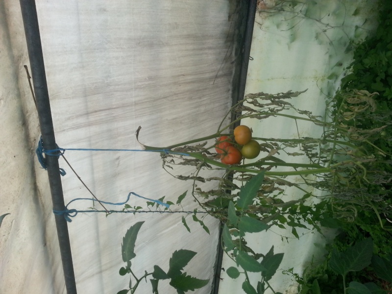 greffer des tomates 20150712