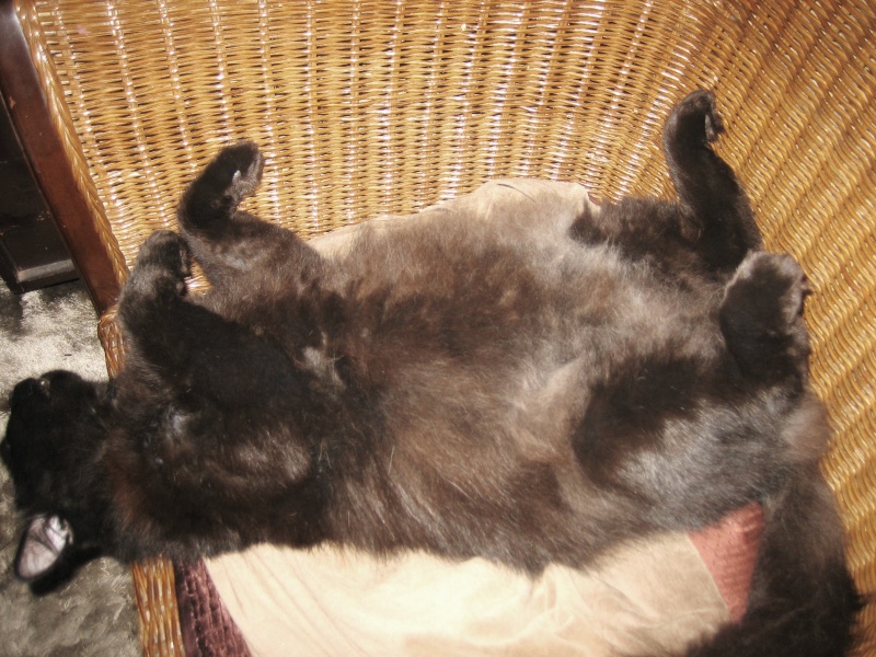 Happy the cat, mâle angora noir, né vers mai 2011 - Page 2 Igor_r10