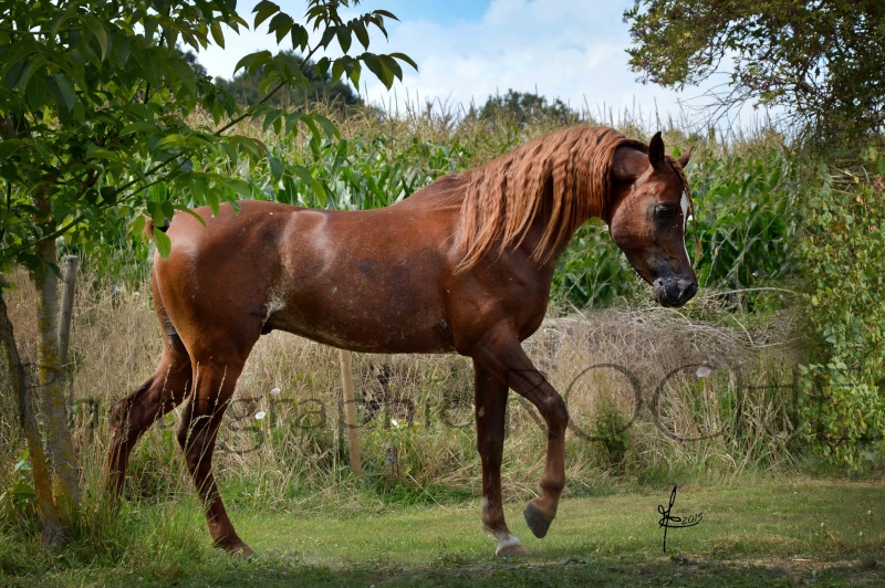 Fa Houdini,  étalon pur égyptien 6 ans 8_aout11