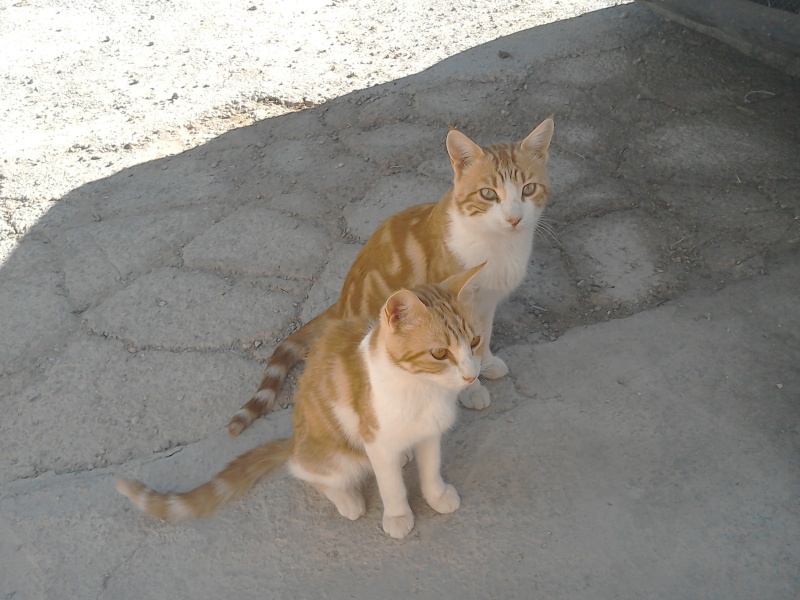 Kitties Img_2011
