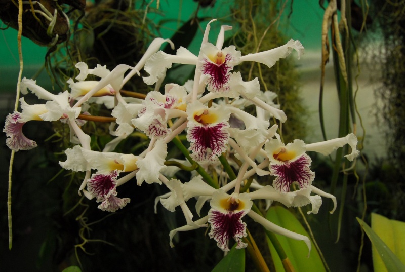 Cattleya crispa (ex Laelia crispa) Dsc_2112