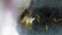 Début d'une colonie de Solenopsis fugax (†) Hymyno13