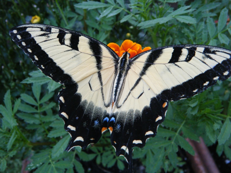 Butterfly/Pollinator Havens - Which plants are your favorite to cultivate? - Page 3 Butter10