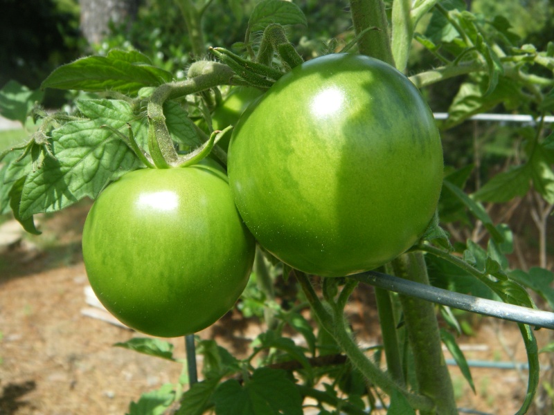 Tomato Tuesday 2015 - Page 10 Garden21