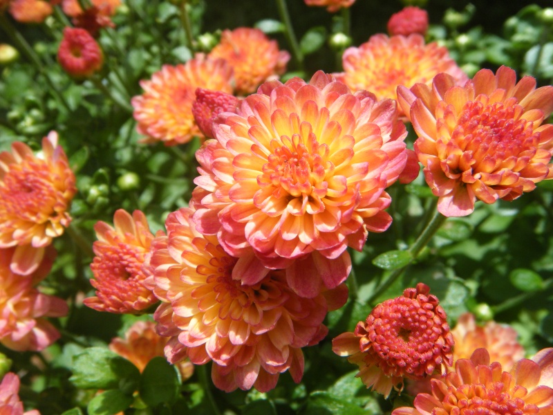 Mums -- anybody grow 'em? Garden23