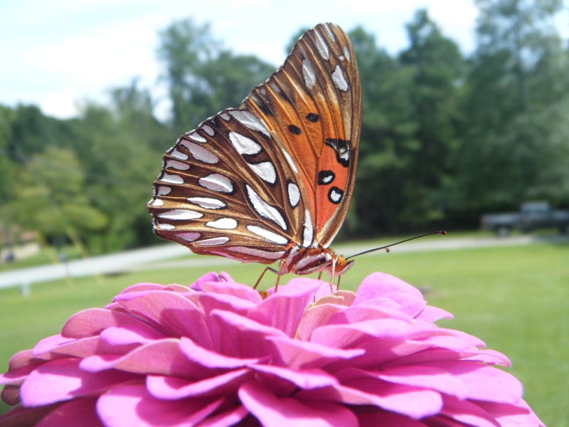 Monarch Supporter Monarc12