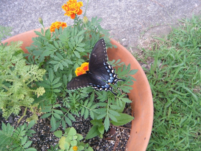 Butterfly/Pollinator Havens - Which plants are your favorite to cultivate? - Page 3 Summer10