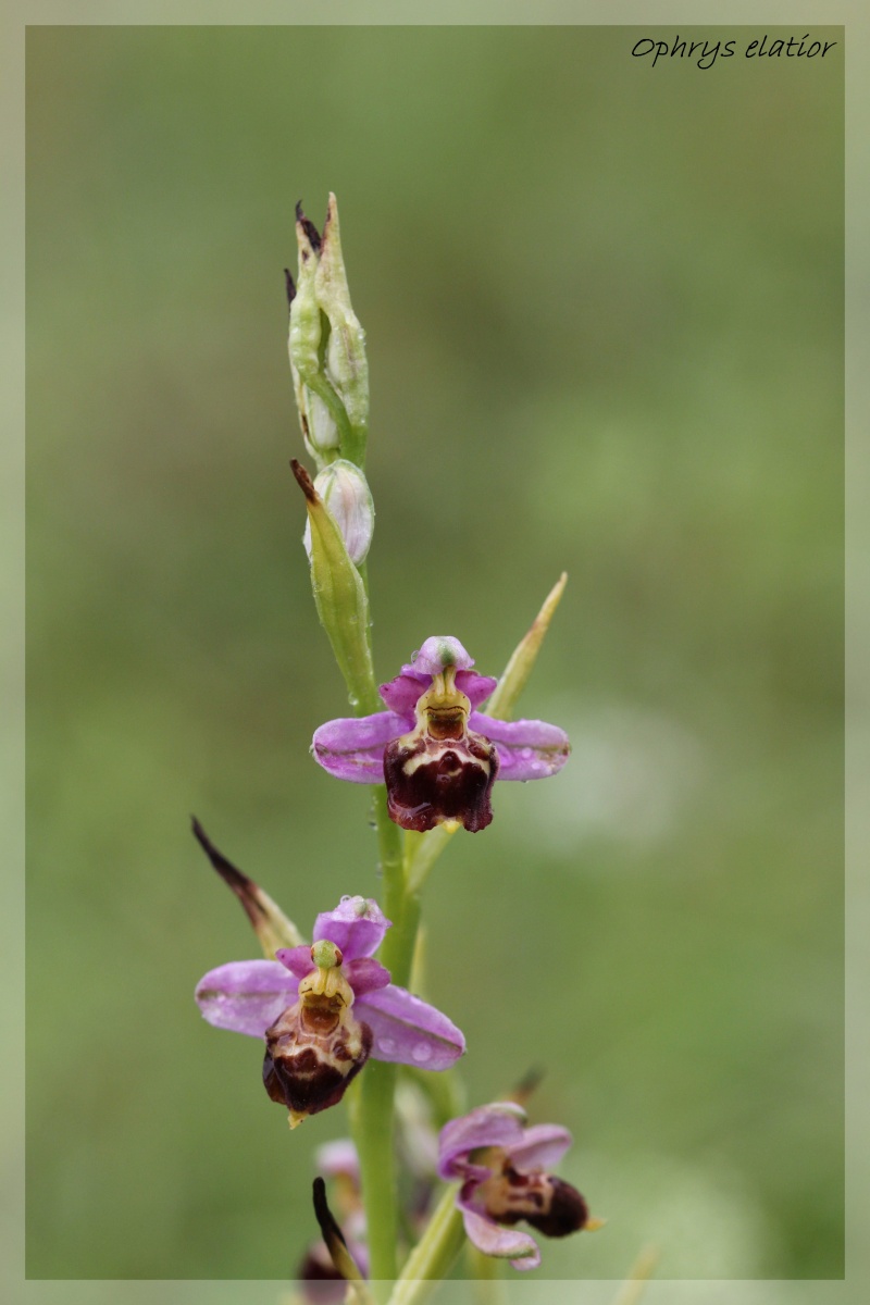 Ophrys elatior ( Ophrys élevé ) Ela1010