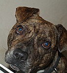 Alfie the staffie needs a good owner -been in kennels+ 2.5 yrs Alfie_11