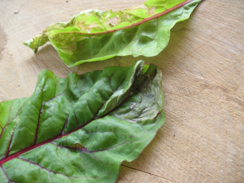 Swiss chard rotting/diseased? Img_0112