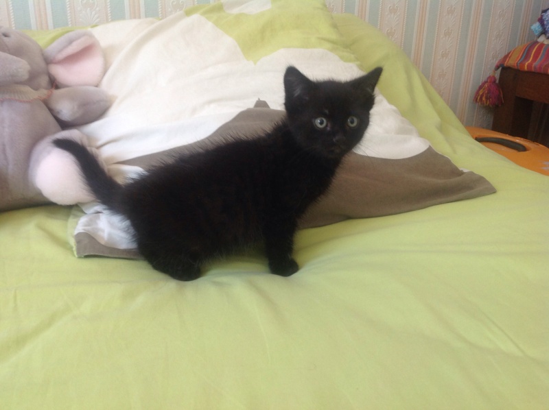 Léon , chaton mâle noir, né en avril 2015 Image25