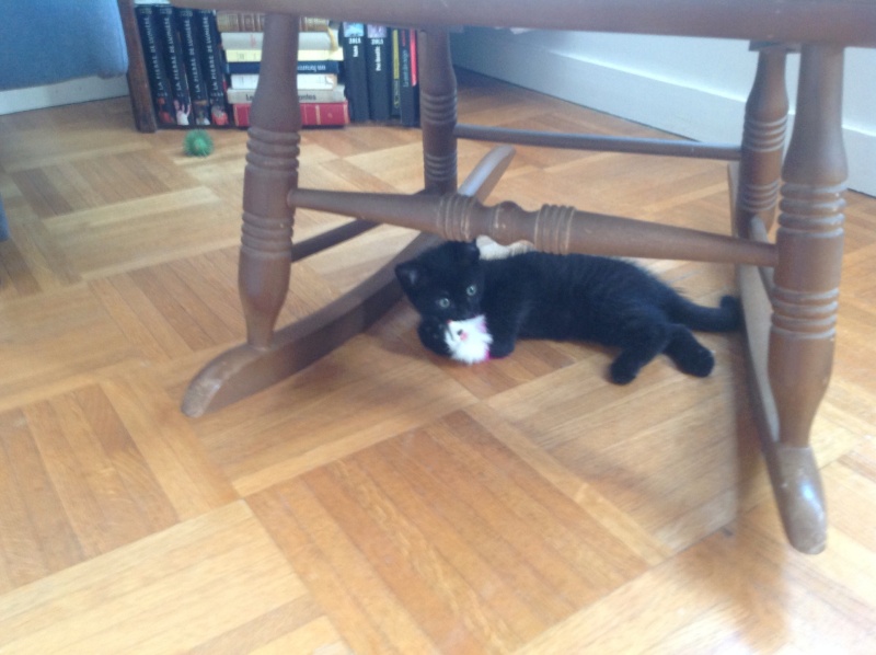 Léon , chaton mâle noir, né en avril 2015 Image35