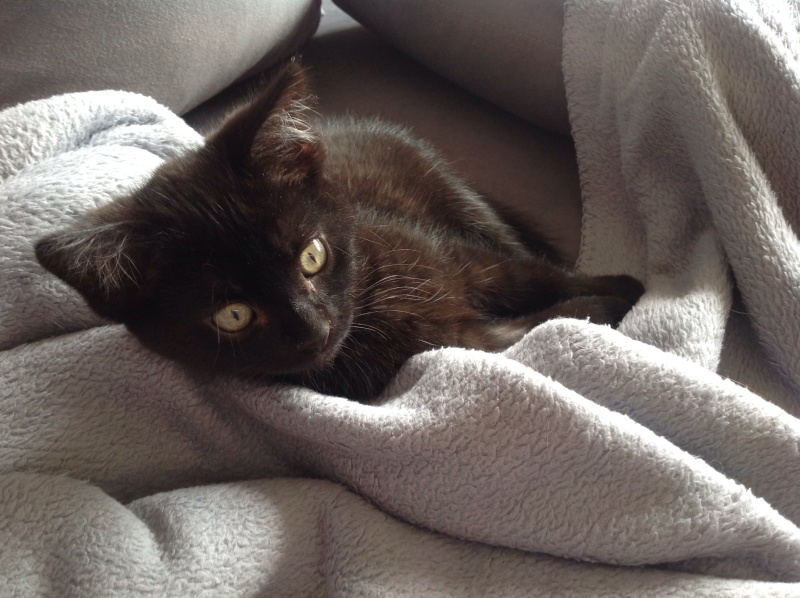 Léon , chaton mâle noir, né en avril 2015 Image41