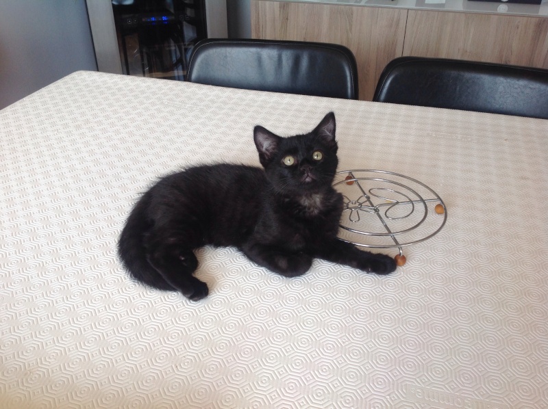 Léon , chaton mâle noir, né en avril 2015 Image45