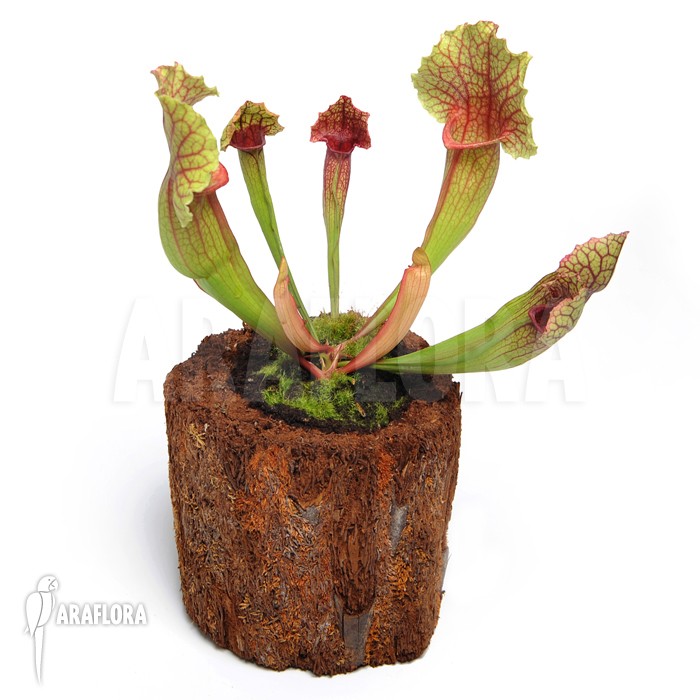 Achat Sarracenia Sarrac10